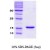 SDS-Page: alpha Synuclein Protein [NBC1-07002] - a-Synuclein, 14.4 kDa (140 aa), confirmed by MALDI-TOF with a purity of 95% by SDS - PAGE